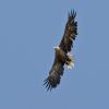 White-tailed Eagle